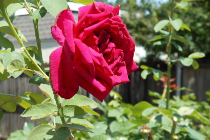 The rose 'Mirandy' has a pleasant fragrance. Garden-tour visitors to Joe and Margie...