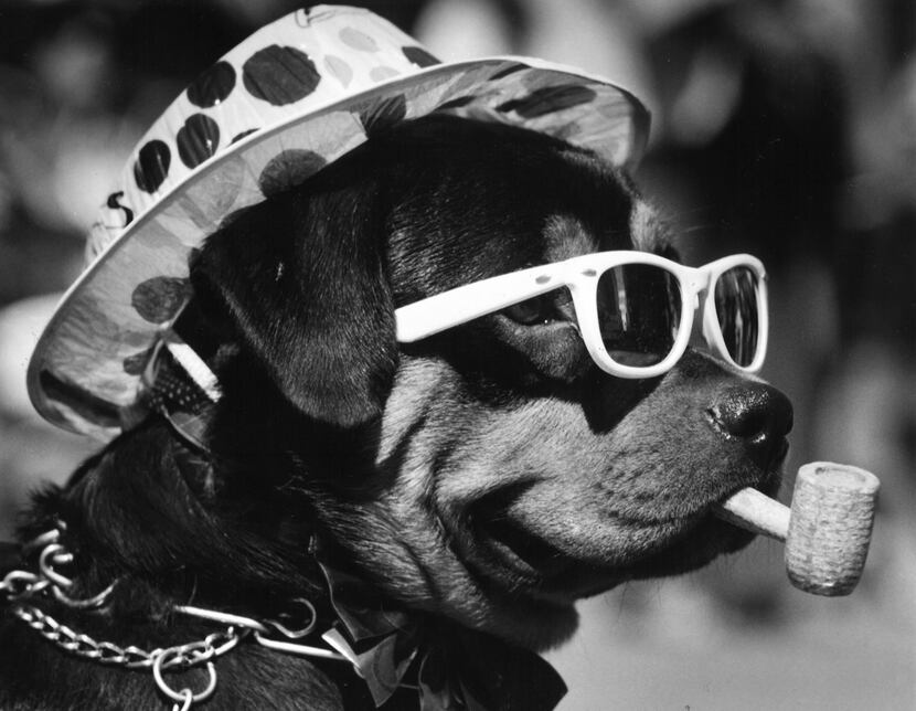 Mack the Rottweiler watched the St. Patrick's Day parade in downtown Dallas on March 17, 1987.