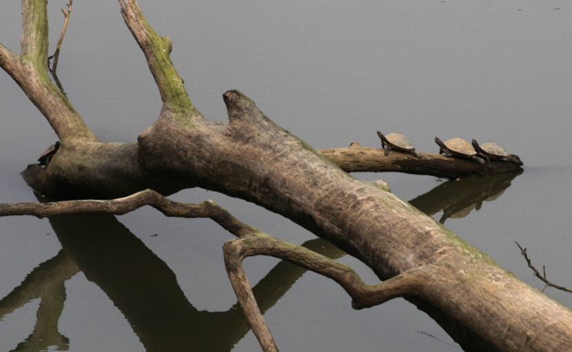 Tortoises climb on a branch of a tree lies in a river inside the Kaziranga National Park....