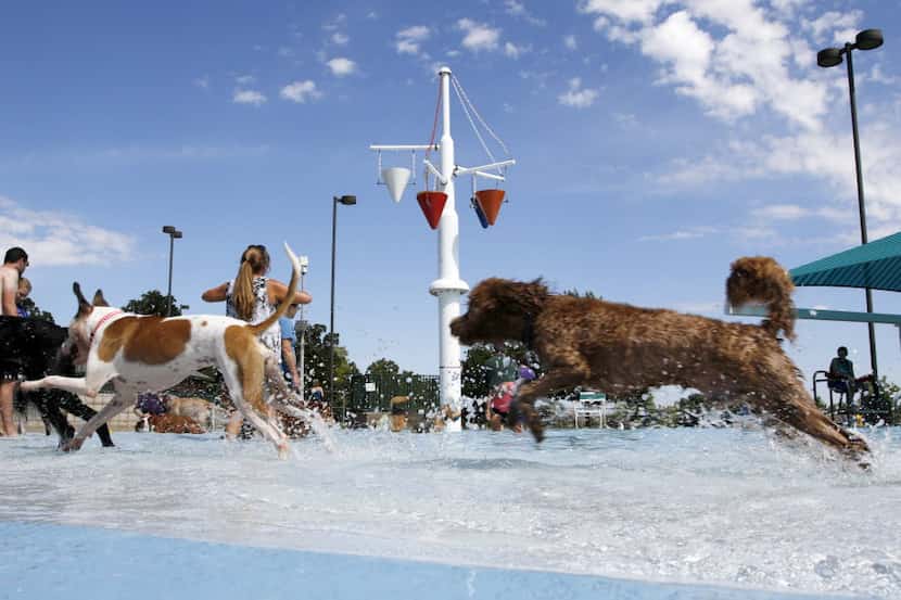 Dozens of dogs and their owners came out to Pleasant Glade Pool for "Doggie Dive In" in...