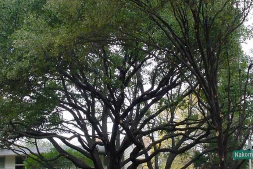 This tree has been improperly 'gutted,' with inner branches and leaves being removed.