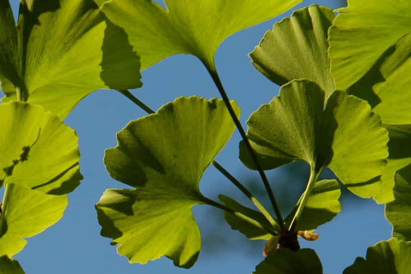 The graceful shape of ginkgo leaves is unique to the prehistoric tree.