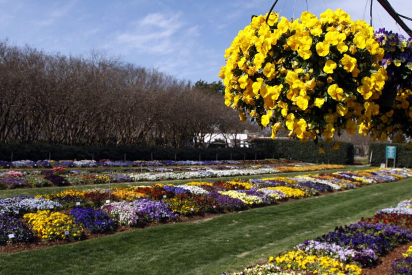 The Dallas Arboretum found Cool Wave trailing pansies are ideal for cool-season hanging...