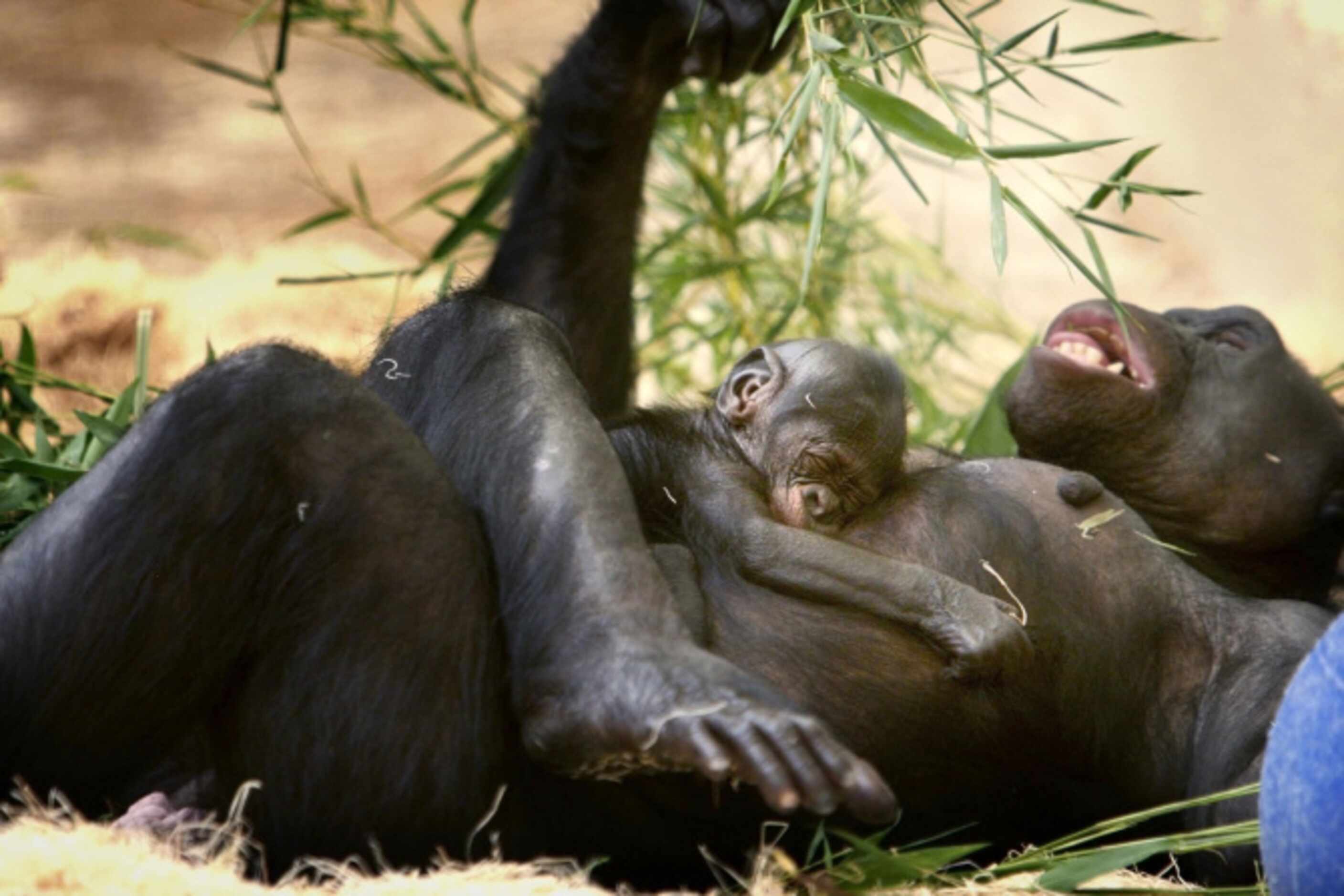 Zoos around the world celebrate rare births