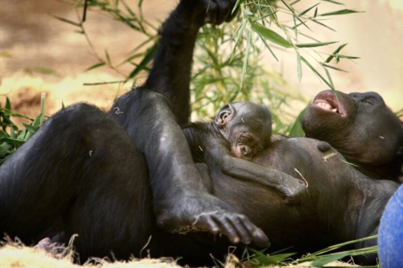 A new baby bonobo was born at the Memphis Zoo on May 12, 2013, Mother's Day, to mom "Kiri"...