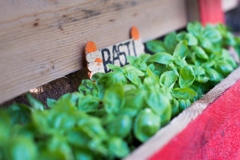 Svatantrya Temple in Denton houses a community garden where members grow a variety of...