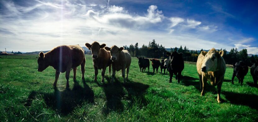 Crowd Cow customers can learn about what the environment is like at the farm their cow comes...