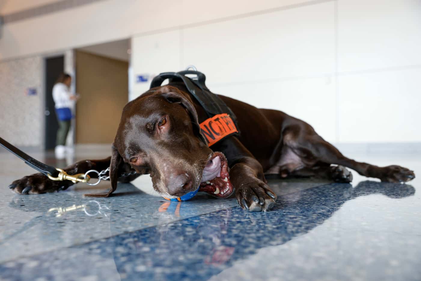Explosive detection K-9 Dusan, a 7-year-old German shorthaired pointer, chews on his ball...