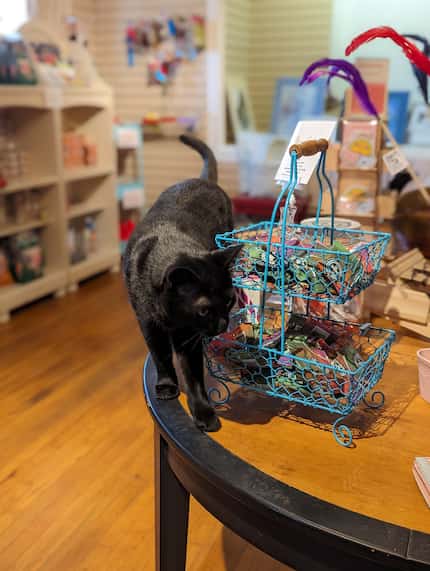 Black cat climbing on a table near toys