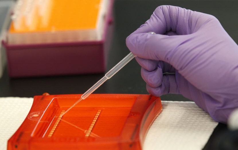 A DNA sample undergoes analysis.