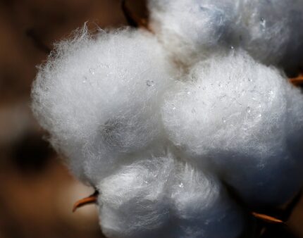 Dew on a cotton plant on Matt Farmer's farm in Lynn County.