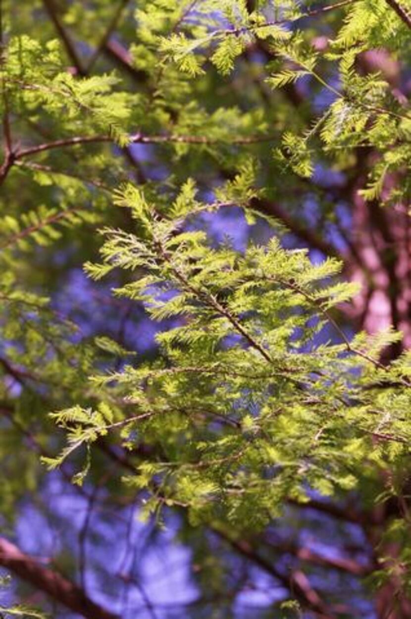 A close up of the leaves of a Bald Cypress.