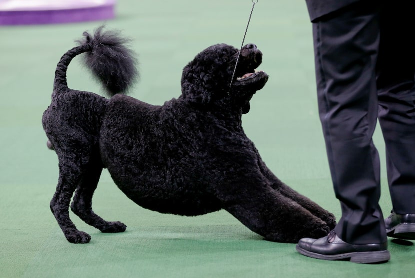 Matisse, a Portuguese water dog, and handler Michael Scott, compete with the working group...