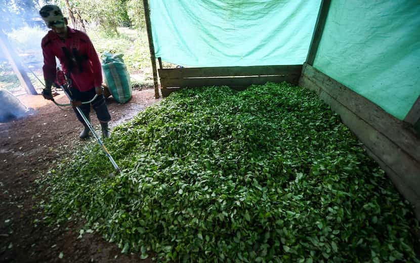Farmer Miguel Mangos processed coca leaves to make cocaine base paste last September at a...