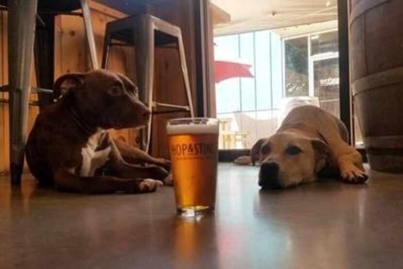 A beer has been named after brewery dog Dixon (right, with Floppsy, another Dallas Pets...