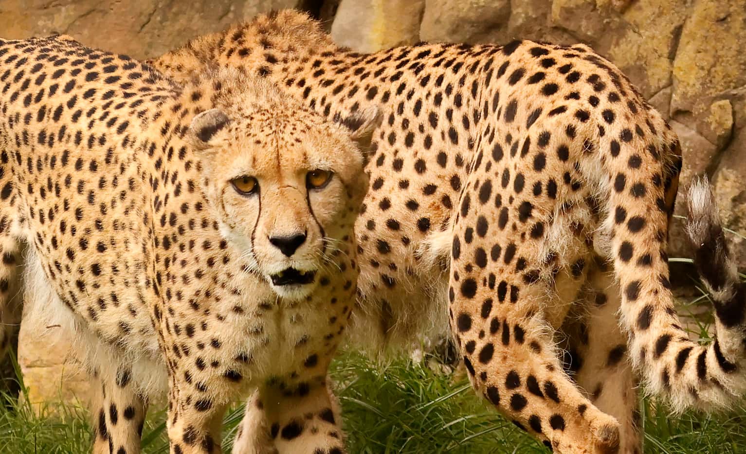 A pair of cheetahs pass one another in the third phase of A Wilder Vision, Predators of Asia...