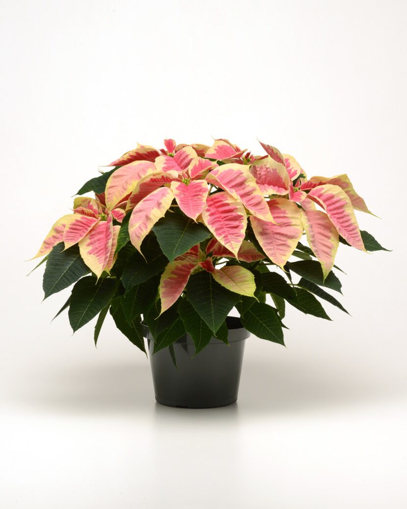 Poinsettia Christmas Beauty Marble
from Ball Horticultural