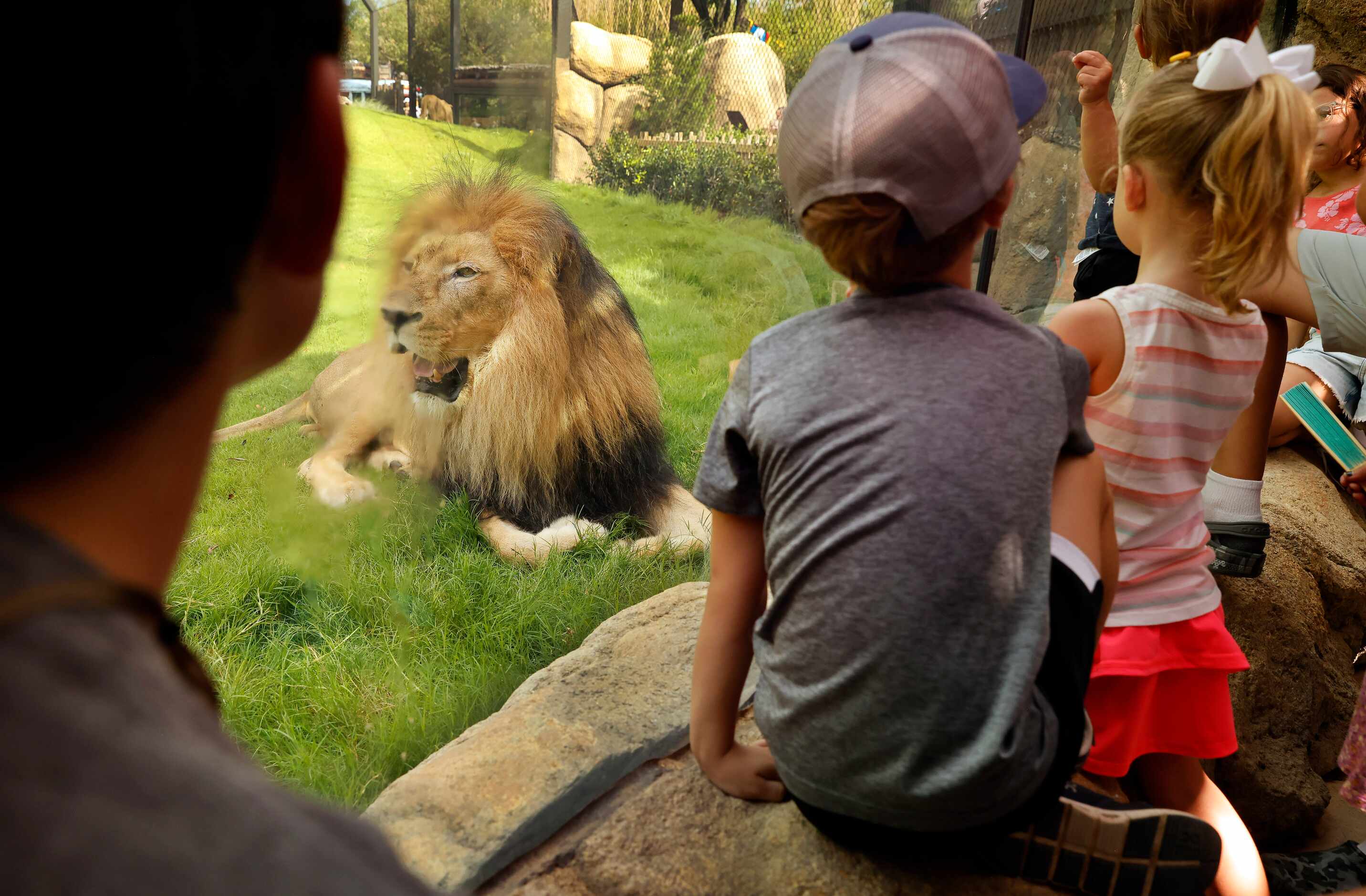 Young children come face-to-face with Jabulani, a male African lion, in the third phase of A...