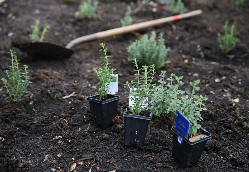 
Shrubbery sits before it is planted.
