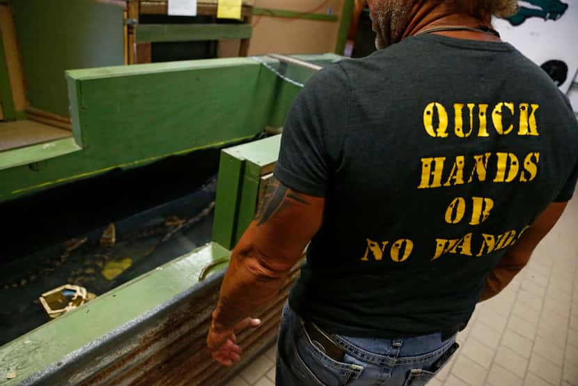 Gary Saurage, owner of Gator Country, gives a tour of Caimans that were held in a dry...