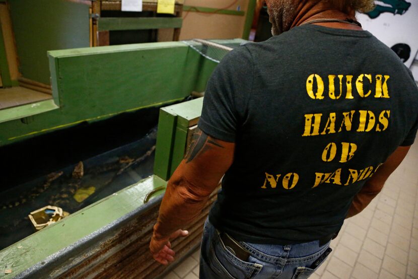 Gary Saurage, owner of Gator Country, gives a tour of Caimans that were held in a dry...