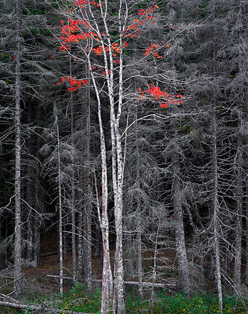  Bare Tree with Red Leaves Â© Charles Cramer