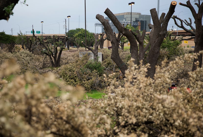 After the trees were "hacked" (above, shown June 2, 2017) and before (below). (Tailyr...