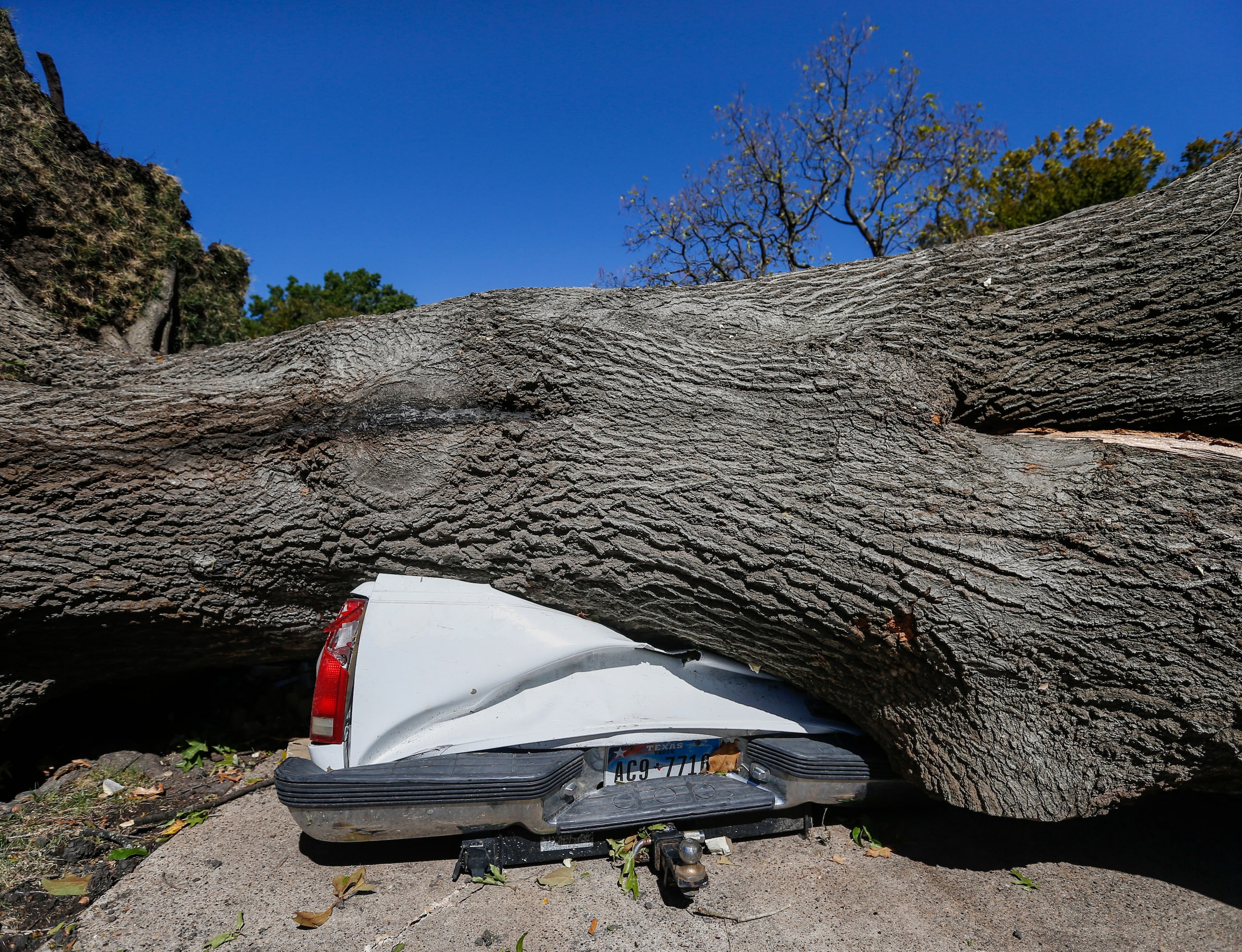 A large tree is seen crumpling a pickup truck at a home on Westway Avenue in Garland, Texas,...