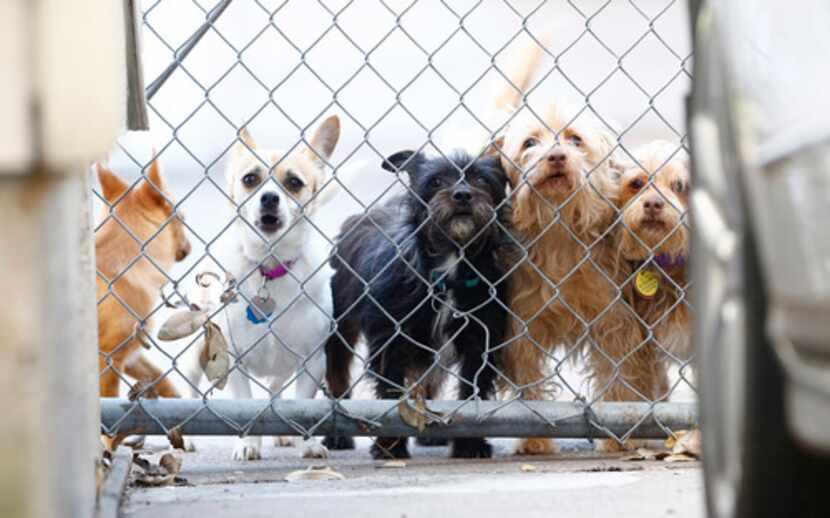 Princess, Güero, Coco, Lola y Scooby en el patio de la casa de Alba Hernández. Foto: Nathan...