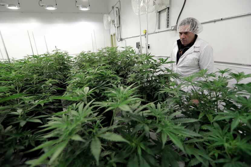 Morris Denton looks over marijuana plants in a flowering room at Compassionate Cultivation,...