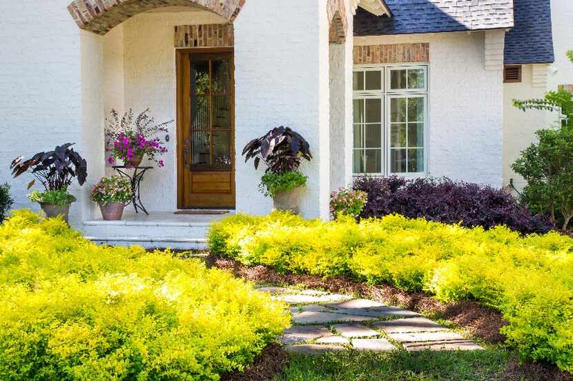 
Sunshine Ligustrum in Talbot County, Maryland
