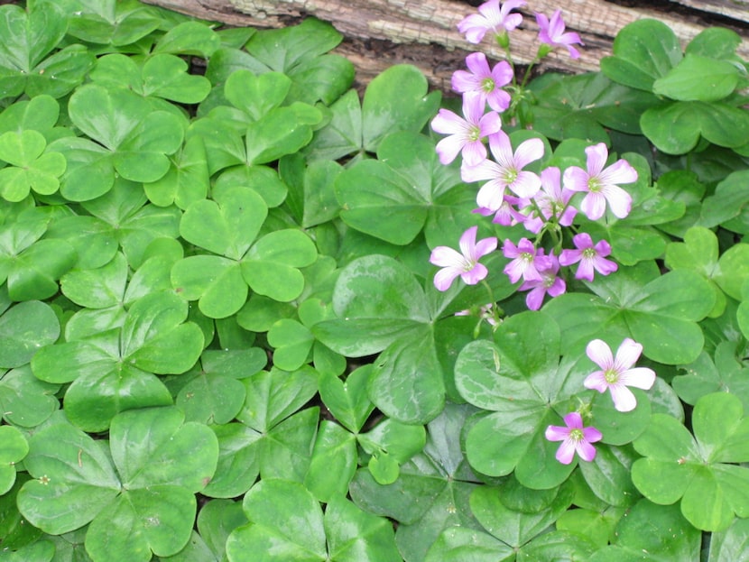 Wood sorrel