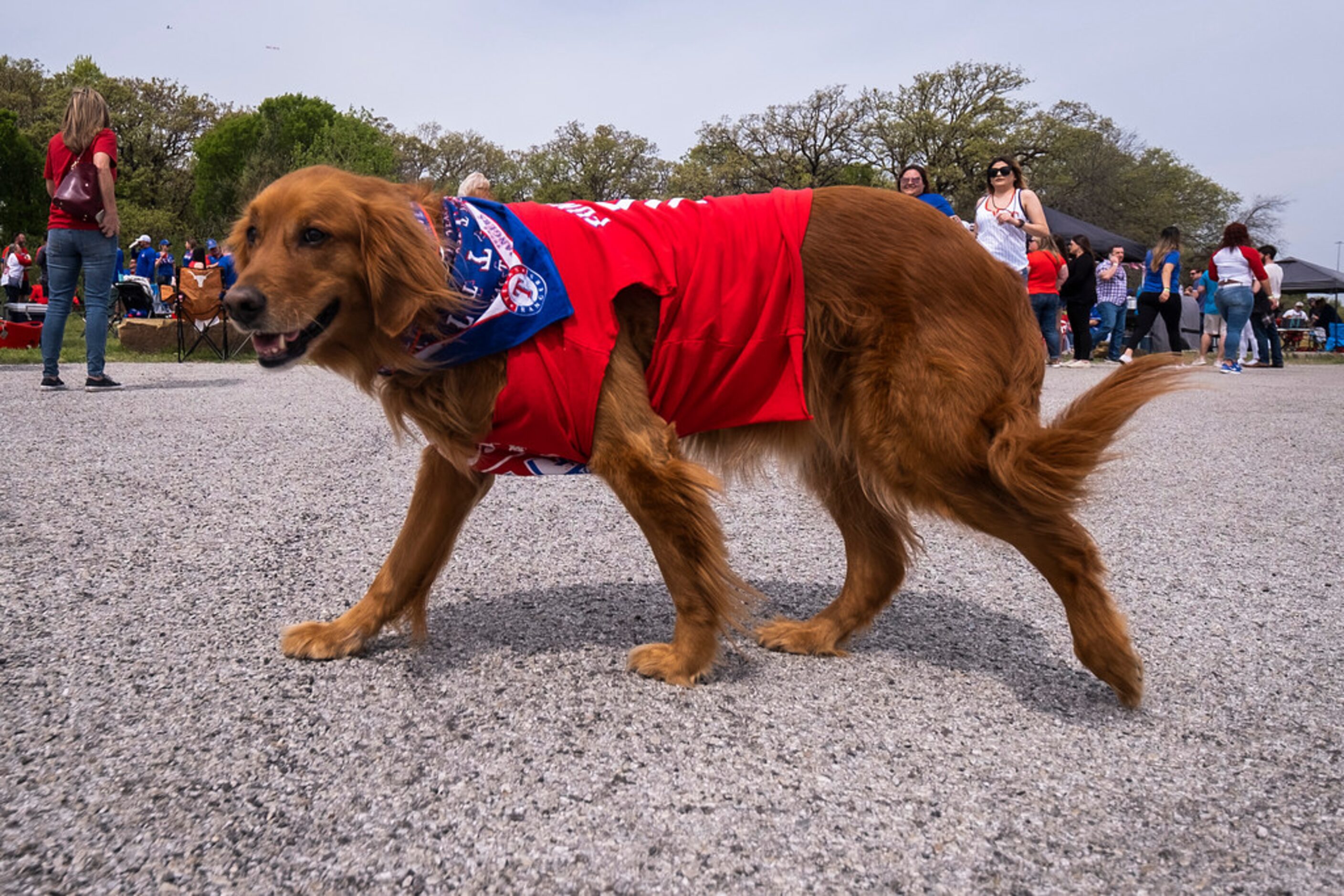 A dog named Gage Kitchens wears Texas Rangers gear as fans tailgate before the Rangers...