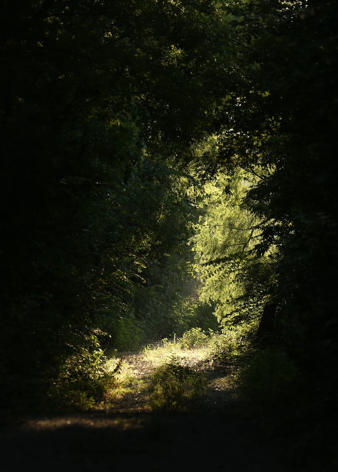 The trail at Goat Island Preserve in Hutchins, Texas on Thursday, June 29, 2018. (Rose...