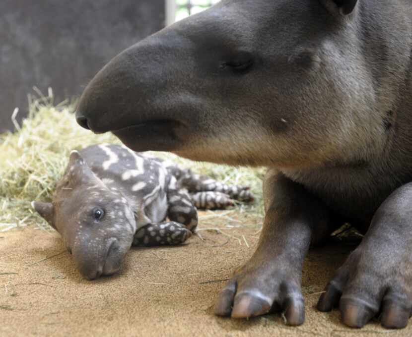 A baby tapir is pictured with its mother at the zoo of the French eastern city of Amneville,...