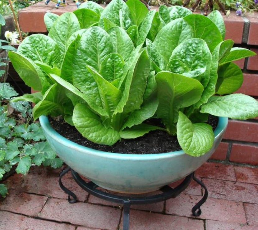 
‘Sweetie Baby Romaine’ is a heat-tolerant selection that grows from 6 to 8 inches tall.
