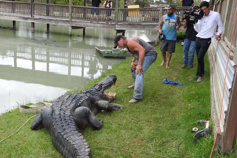 Gary Suarage, co-owner of Gator Country, stands next to what may be the largest alligator...