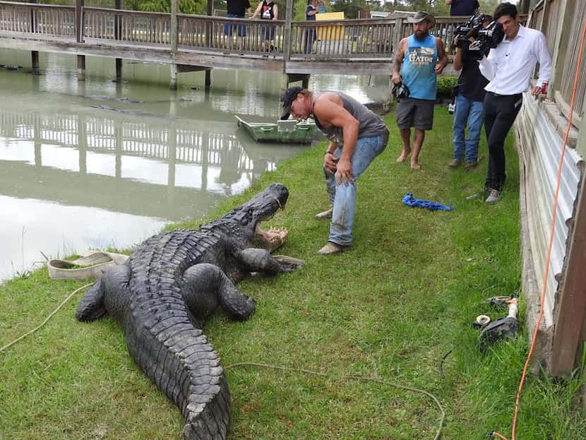Gary Suarage, co-owner of Gator Country, stands next to what may be the largest alligator...