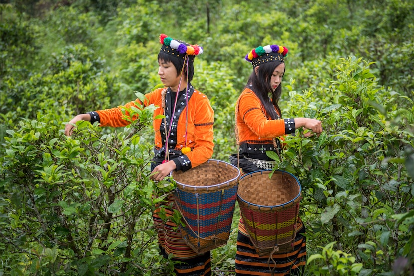 Tea leaves are hand-picked at the Mogok Tea estate in Myanmar.