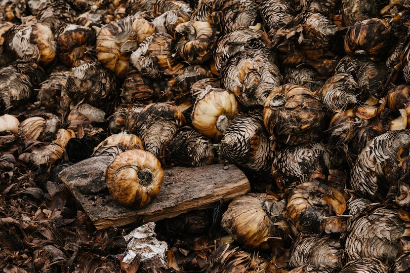 The key ingredient to sotol is the plant's piña, or heart, which can be harvested only after...