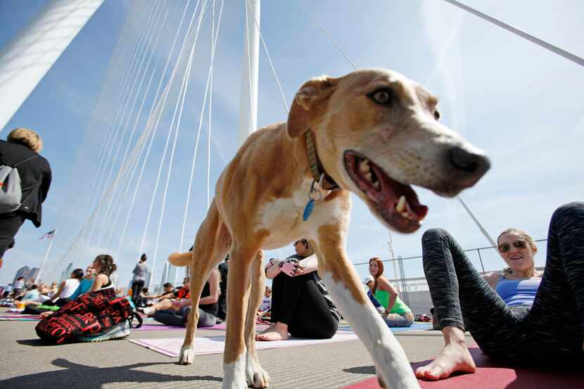 A dog named Maggie strolled between yoga enthusiasts  on the Margaret Hunt Hill Bridge...