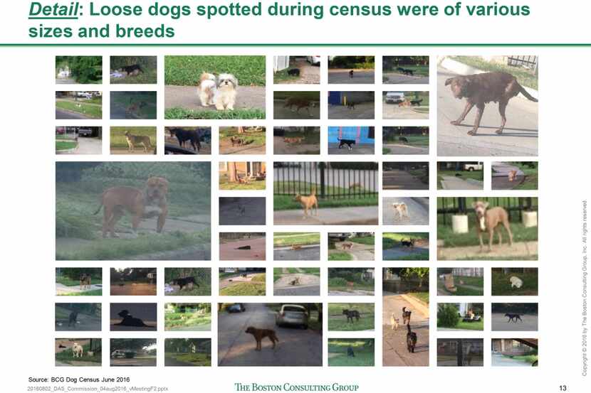 A group of photos in a Boston Consulting Group report shows numerous loose dogs the team...