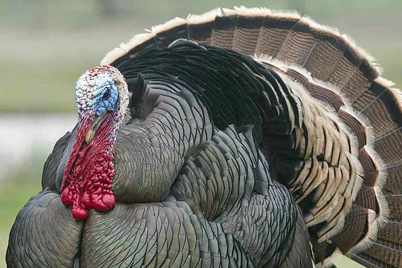 Wildlife experts say there is an abundance of 3- to 4-year-old birds in the field this year.