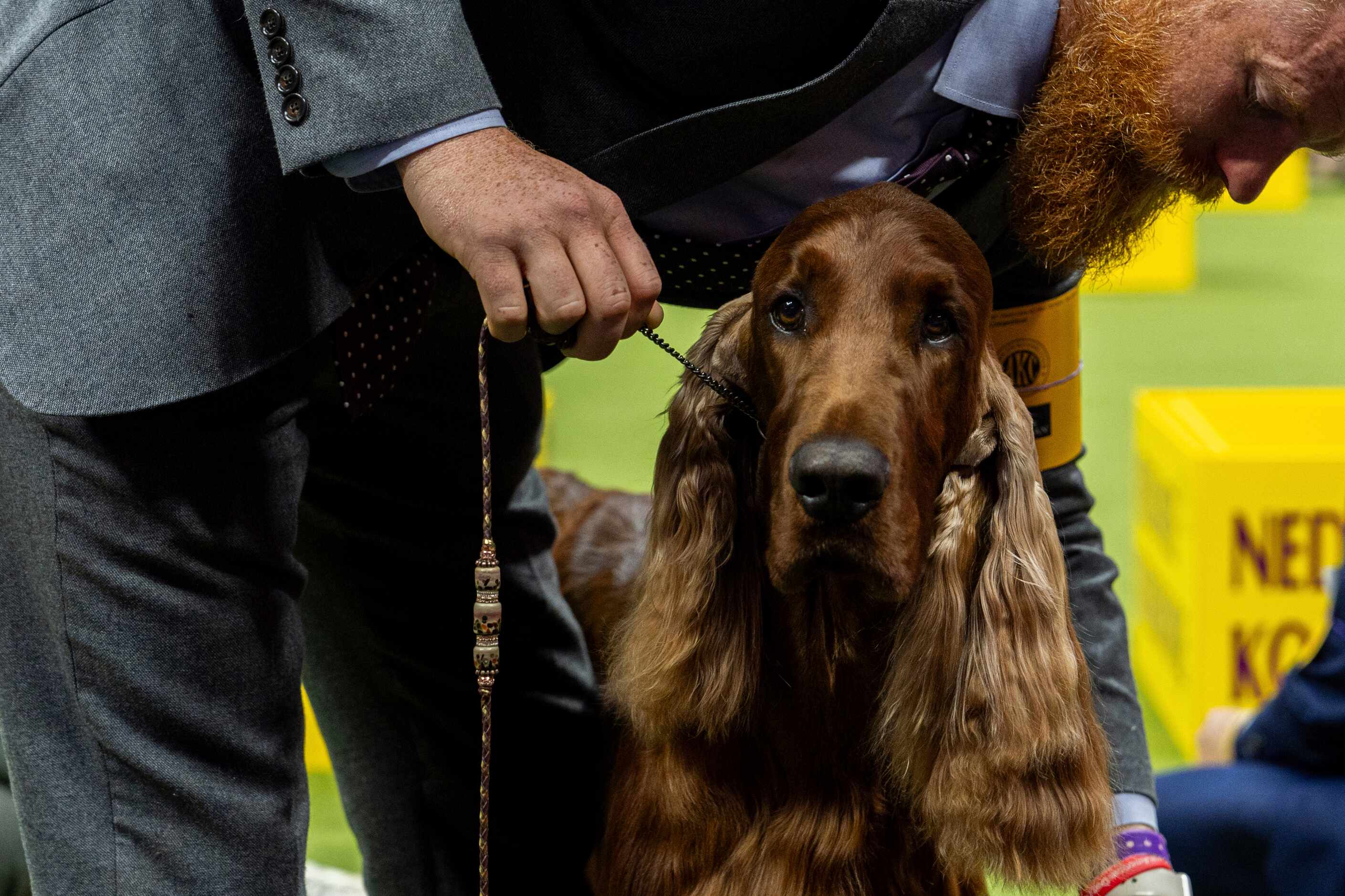 Boo, an Irish setter, is walked during the sporting group competition at the 148th...