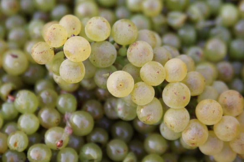 Viognier grape at Brennan Vineyards in Comanche, Texas