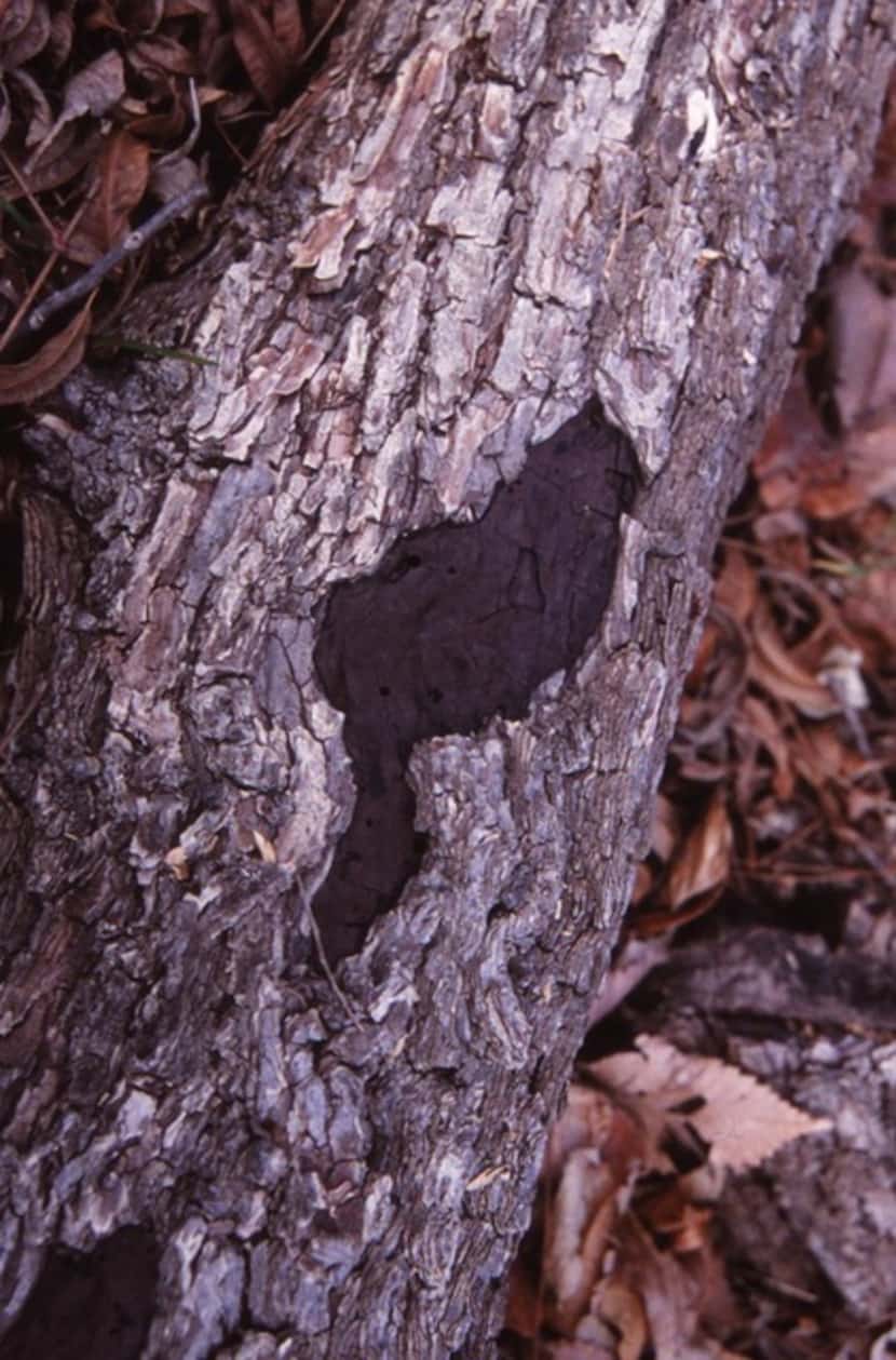 Hypoxylon canker in trees is caused by an opportunistic fungus, Hypoxylon atropunctatum.