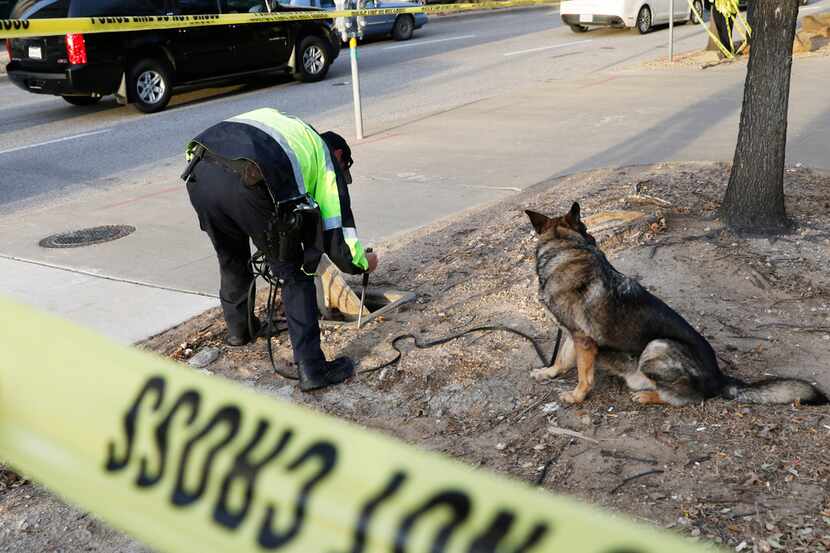 A Dallas police officer looks for a gun as his dog, Devil, waits at the intersection of...