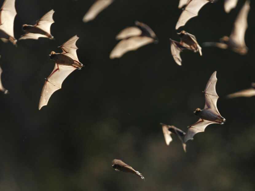 In this photo taken Sept. 1, 2011, some of the 20 million bats emerge from Bracken Cave in...