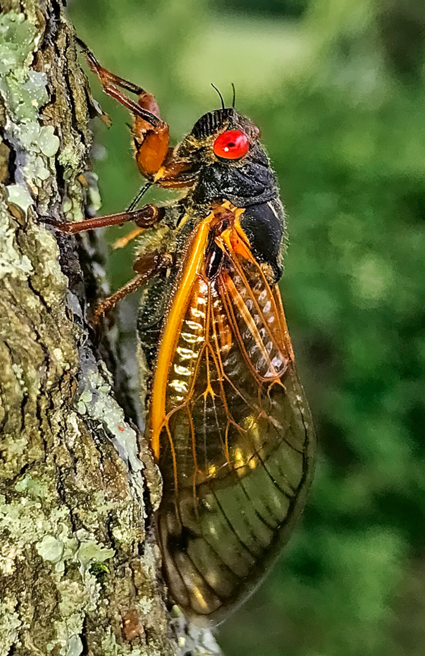 It's 2021 – Brood X Cicada Apocalypse is coming! – Keystone Fly Guides