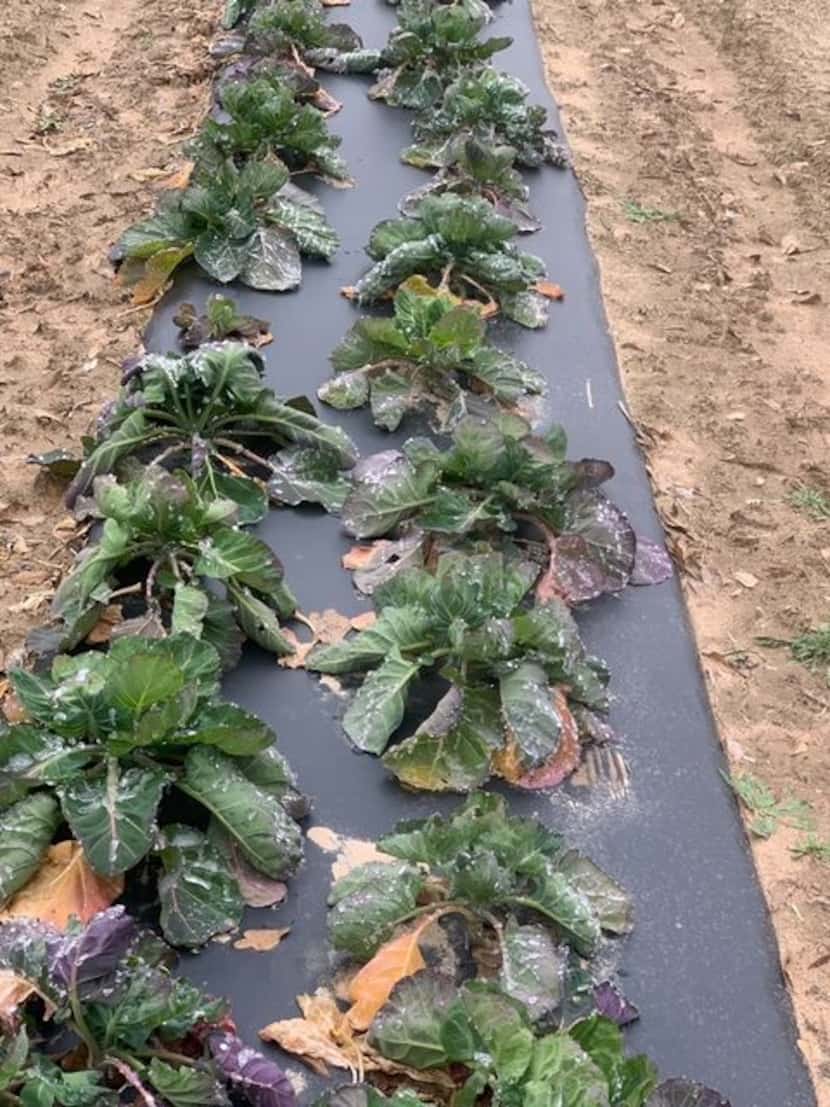 Strawberry plants are frozen at Highway 19 Produce and Berries, in Athens, Texas.